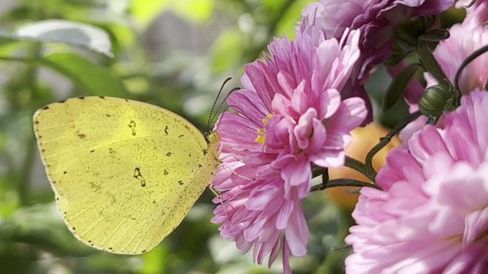 菊花 多头菊 独本菊 大丽菊 悬崖菊