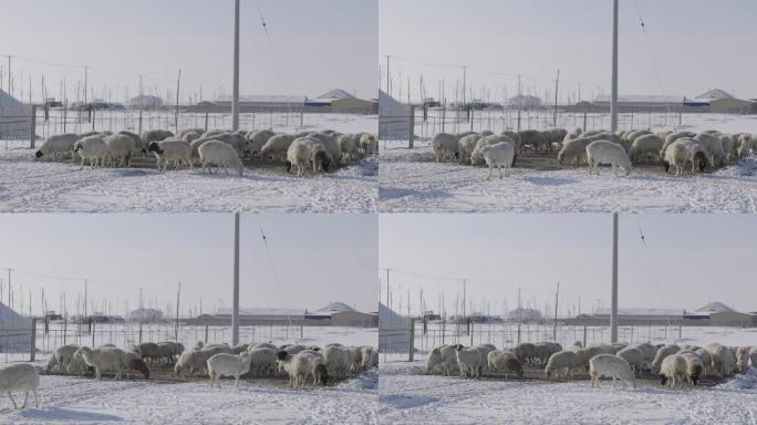 冬季动物牧场羊圈羊群空镜