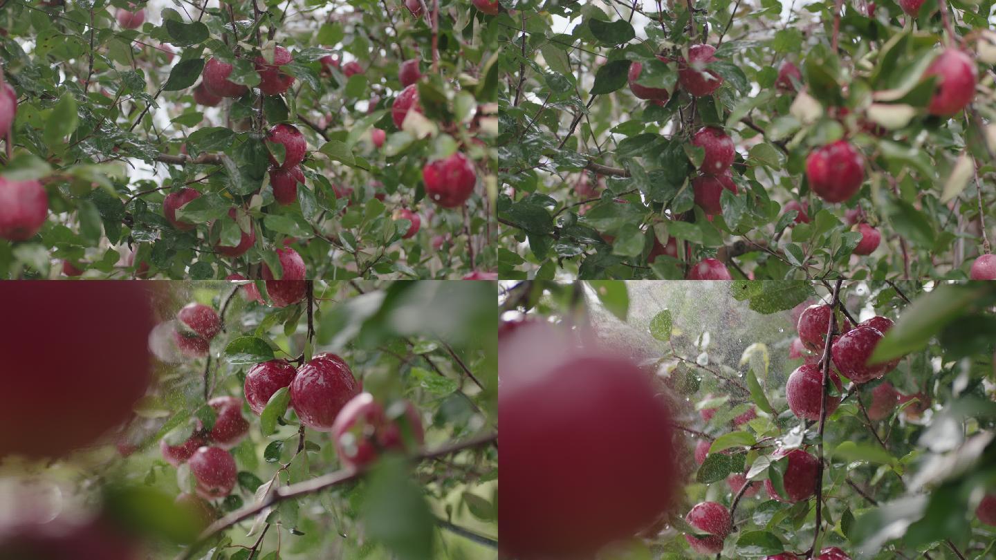 苹果树苹果成熟