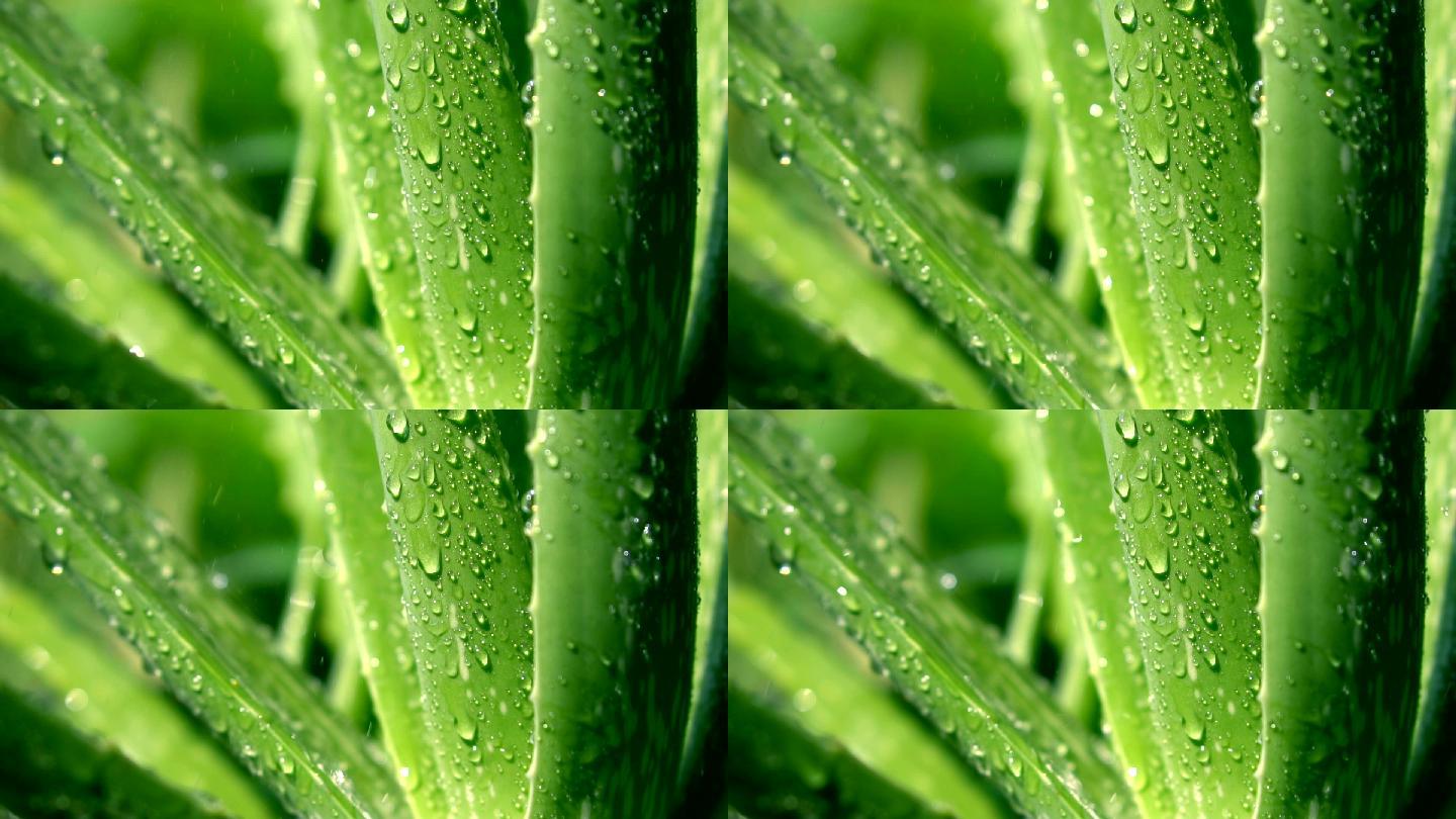 芦荟植物和滴水花园为背景