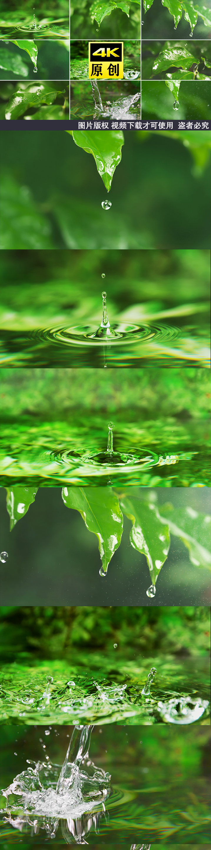 水森林水滴滴水大自然自然树叶下雨绿叶珠水