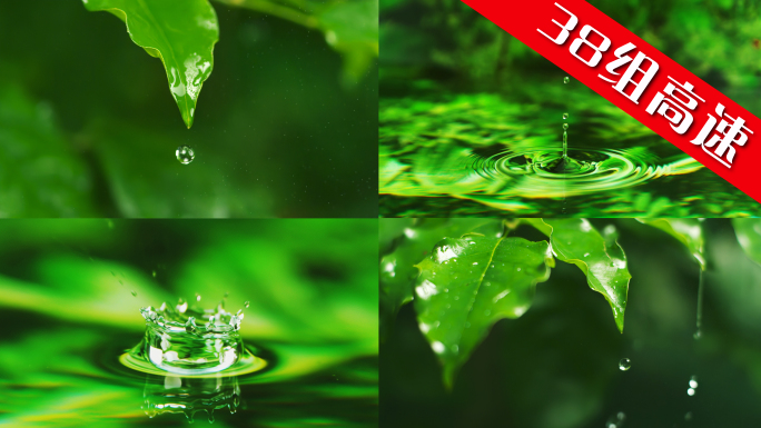 水森林水滴滴水大自然自然树叶下雨绿叶珠水
