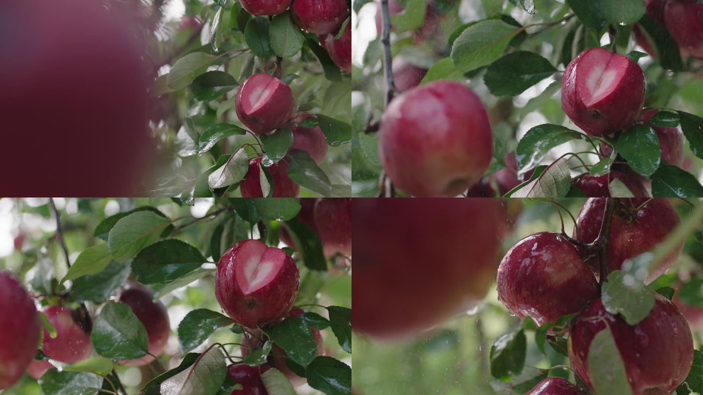 苹果树苹果成熟