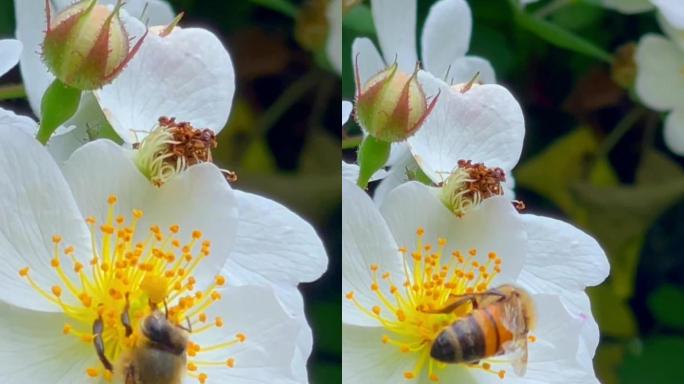 蔷薇 白蔷薇 野蔷薇 蜜蜂 采蜜 花粉