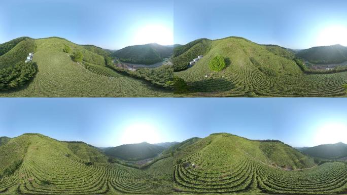 VR视频航拍 安吉白茶
