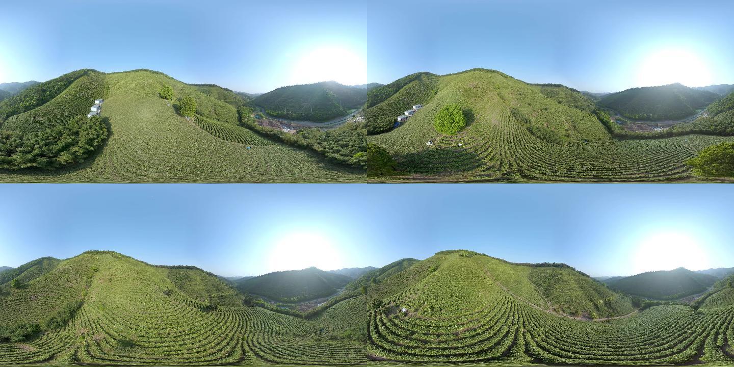 VR视频航拍 安吉白茶