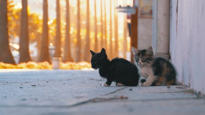 无家可归的小猫流浪猫小动物小猫咪