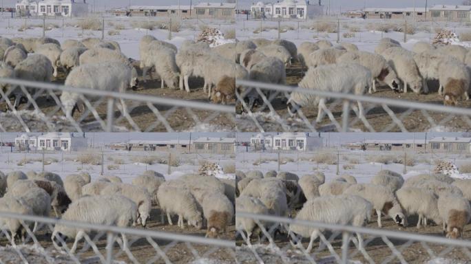 冬季动物牧场羊圈羊群吃草