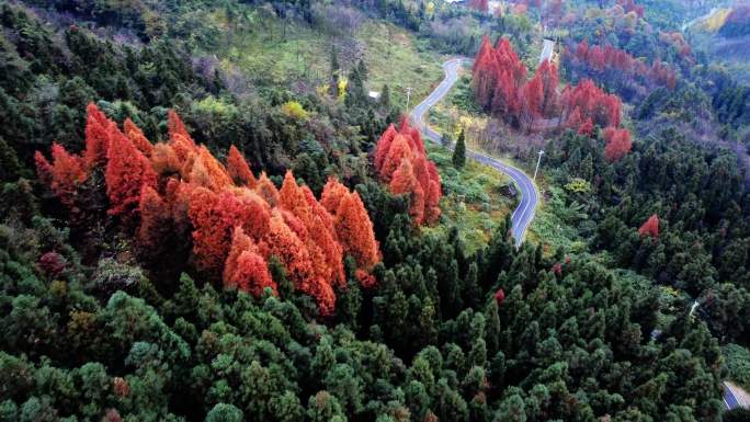 山林秋色 秋 深秋 彩叶  秋染山林