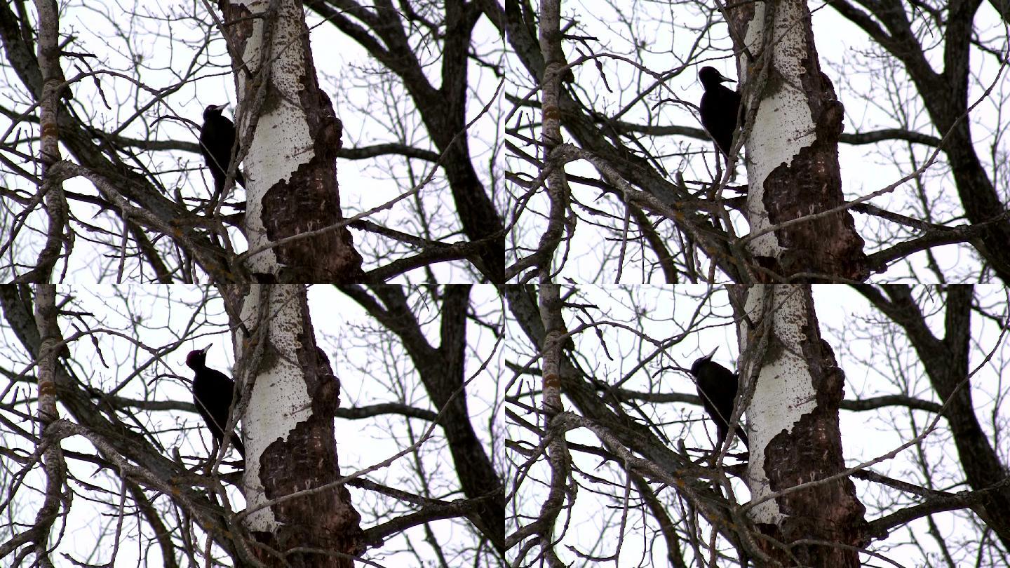 啄木鸟敲打桦树树干