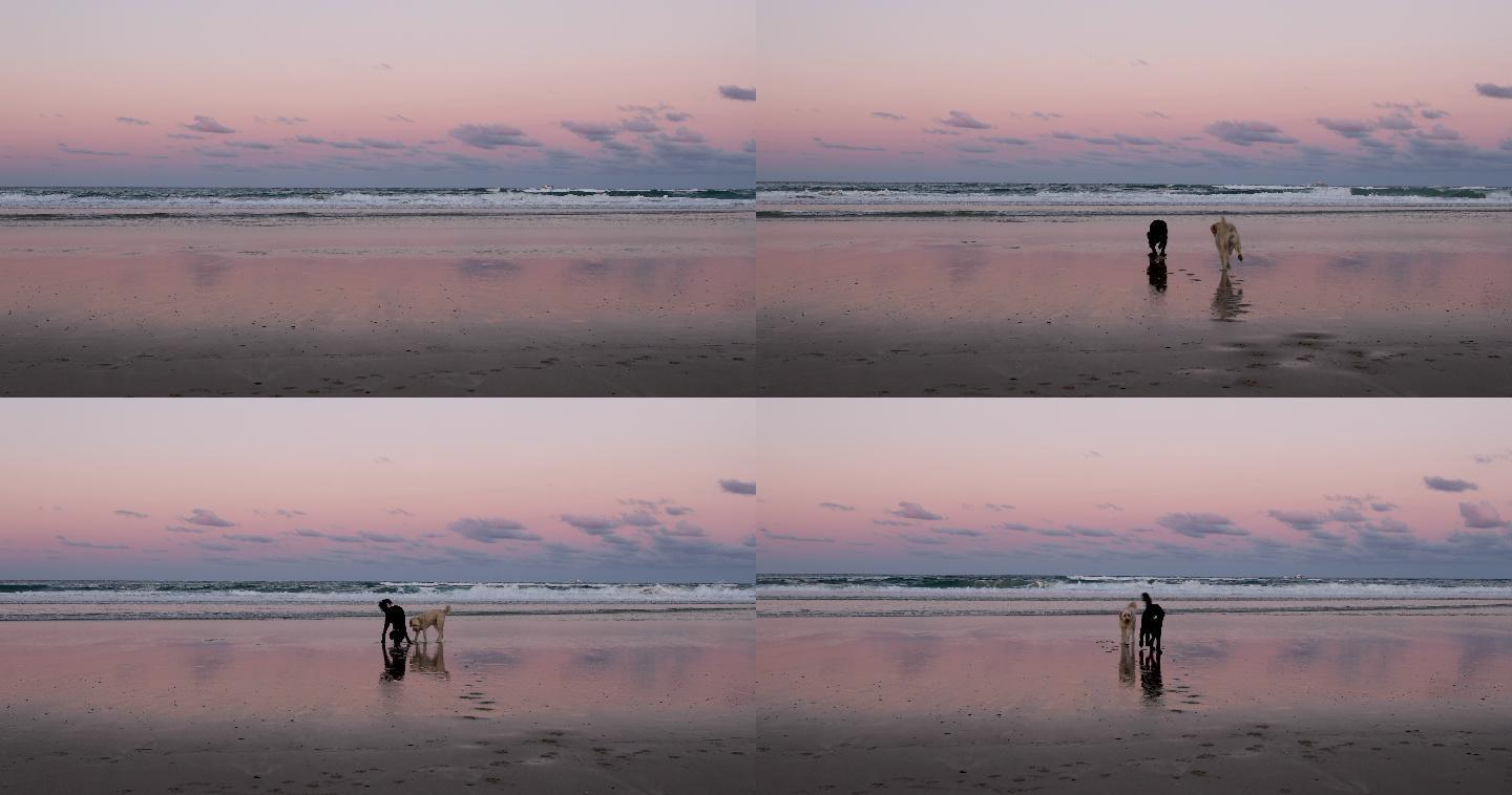 猎犬在海滩上玩耍可爱玩球追逐打闹