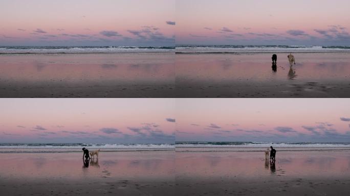 猎犬在海滩上玩耍可爱玩球追逐打闹