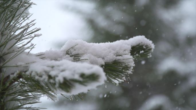 4k松树雪景