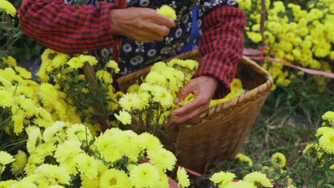 山中菊花基地采摘菊花