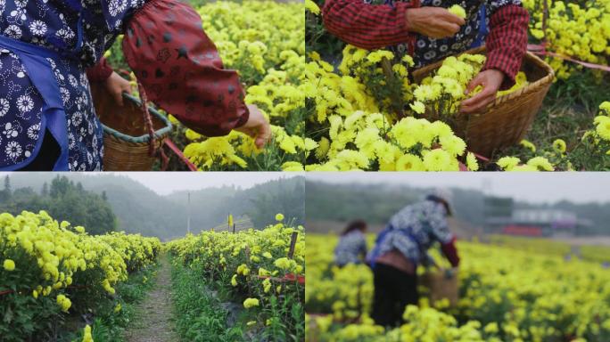 山中菊花基地采摘菊花