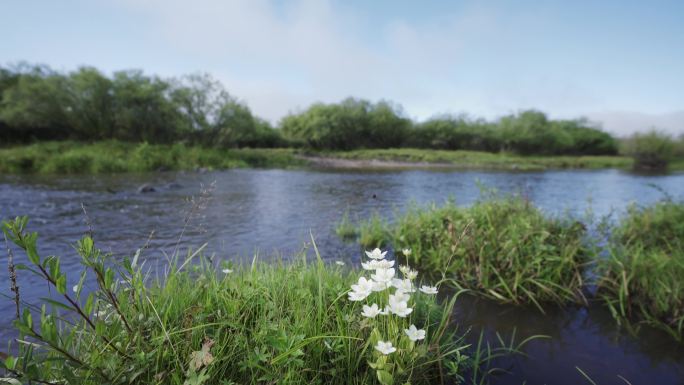4K自然风景河边的小野花移动拍摄