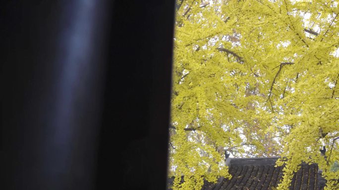 扬州银杏树12秒剪辑版本（4K）
