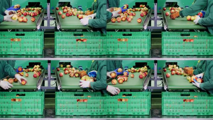 在一家苹果加工厂，戴着手套的工人分拣苹果。