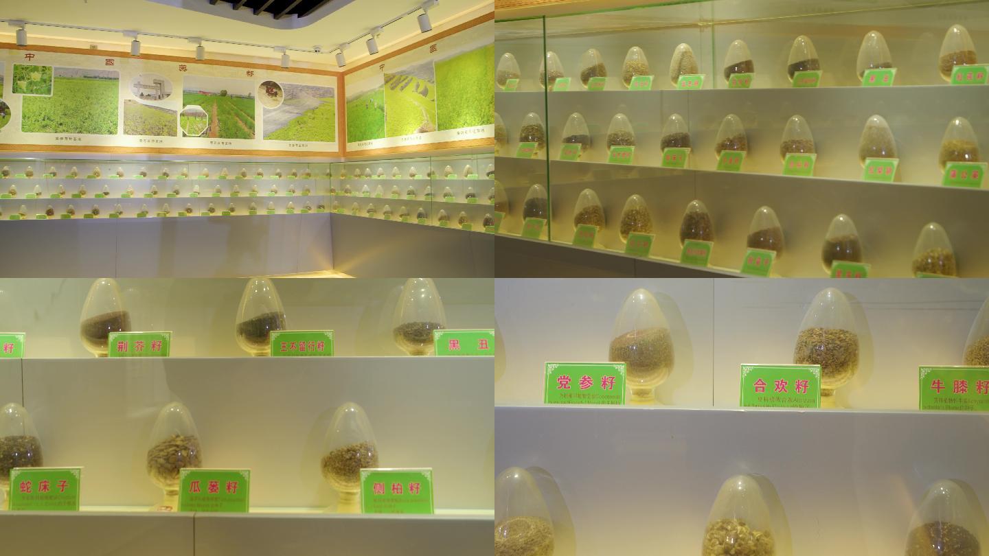 中药材种子展示