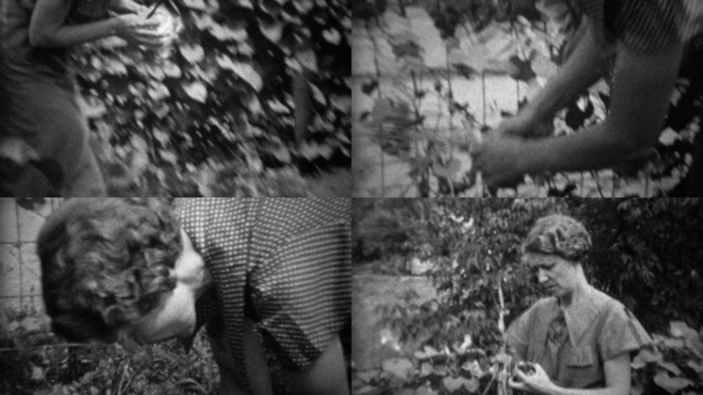 1935年：大萧条时期的花园里摘卷心菜。