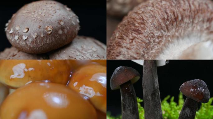 食用菌蘑菇创意特写拍摄