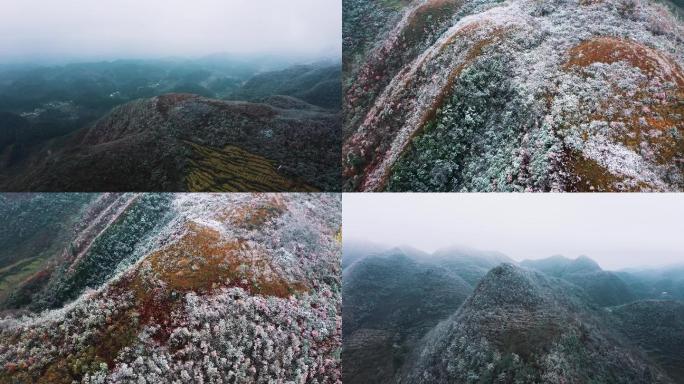 冬季云贵高原山顶植物积霜
