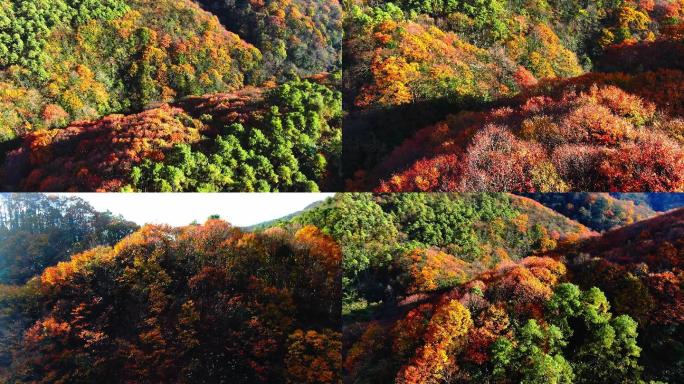 4K 航拍雷公山秋天风光7