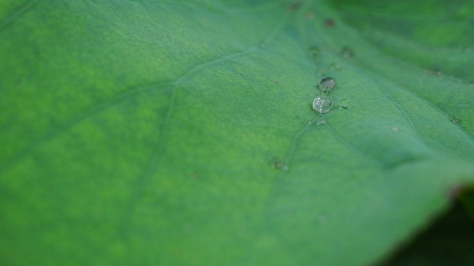 水滴荷叶特写