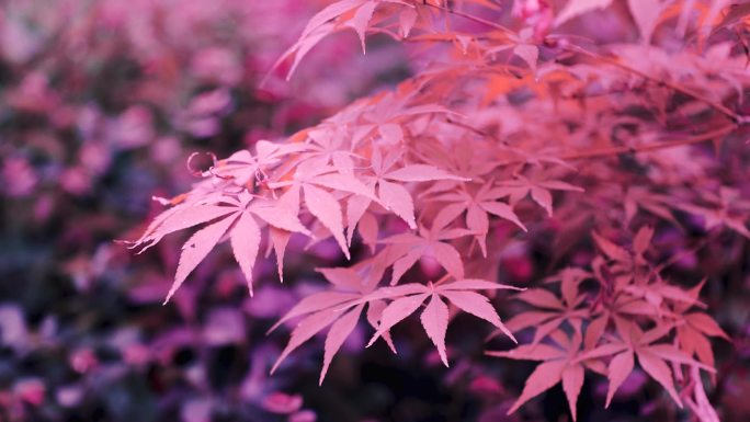 秋日红枫 鸡爪槭