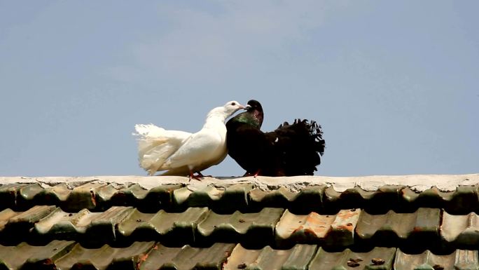 白色和黑色的鸽子在屋顶上咕咕叫