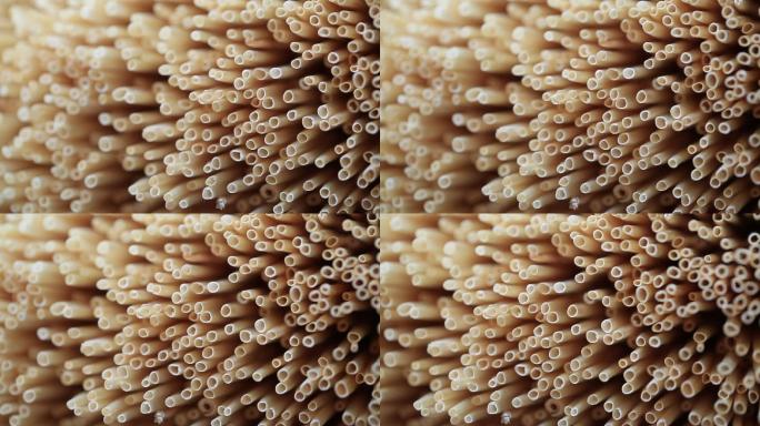 大麦小麦麦秆特写原素材