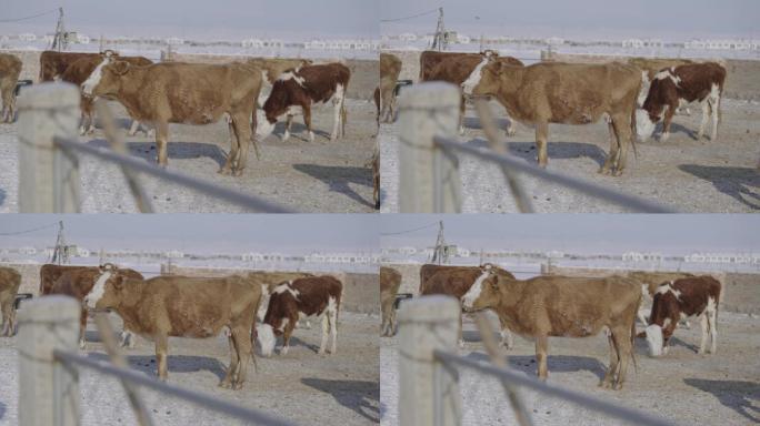 冬季动物牧场牛圈牛群空镜