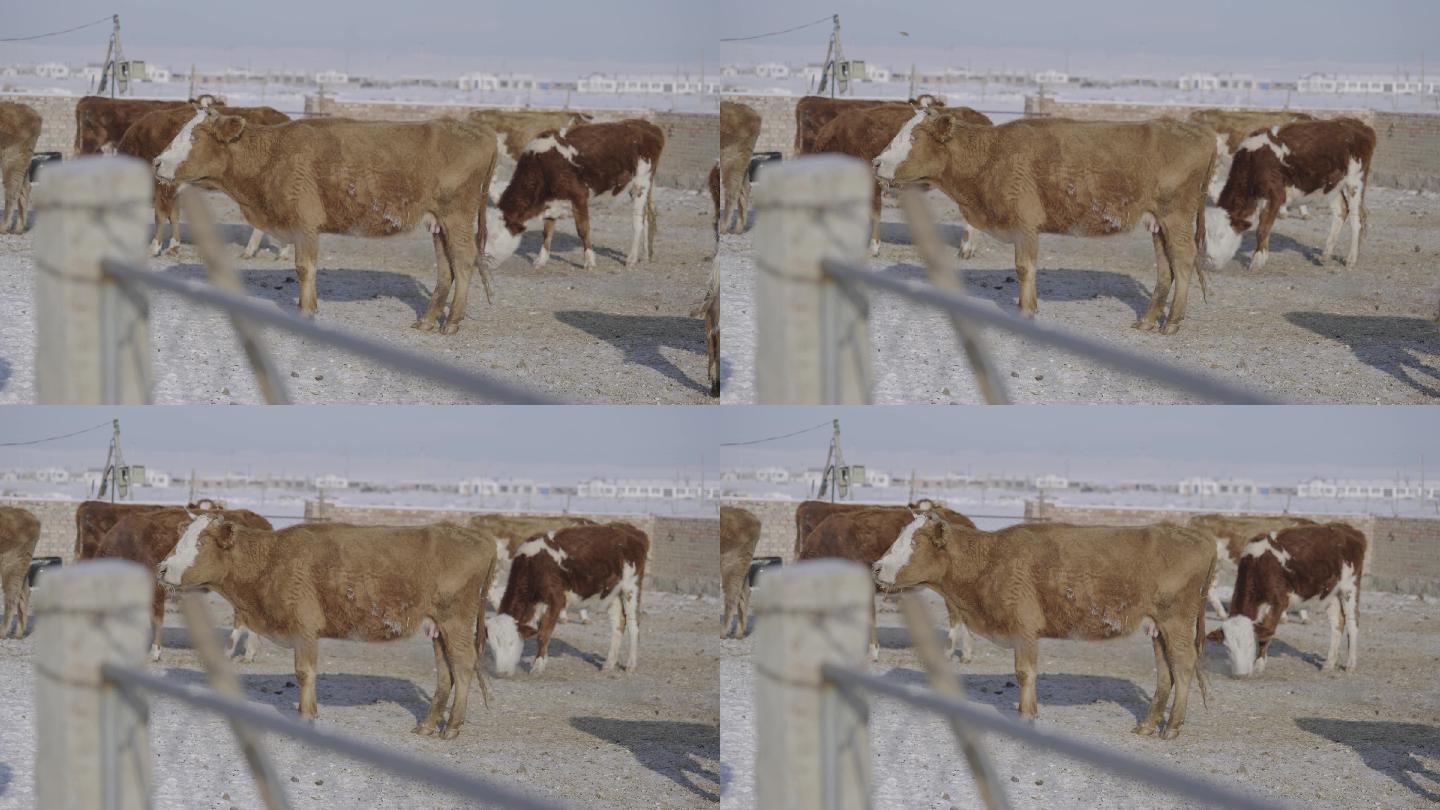 冬季动物牧场牛圈牛群空镜