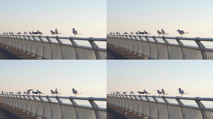 清晨站在大桥栏杆上的海鸥
