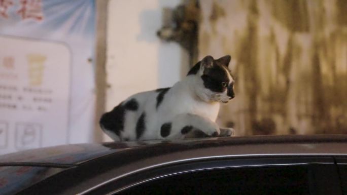 孤独的流浪猫在车上休息流浪猫流浪猫流浪猫