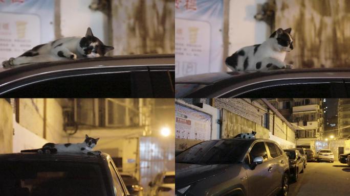 孤独的流浪猫在车上休息流浪猫流浪猫流浪猫