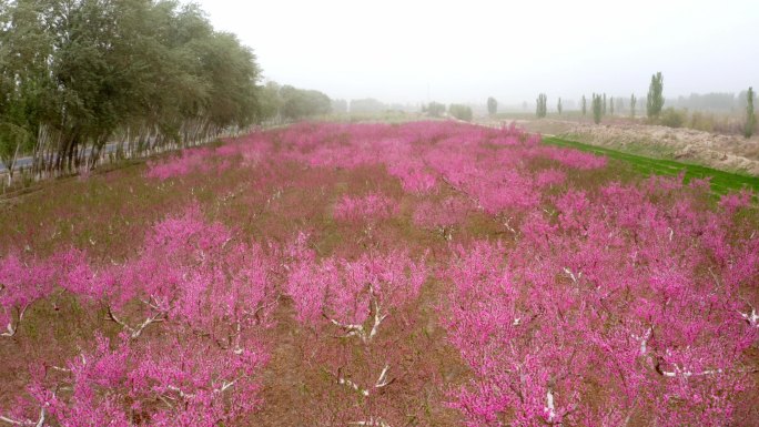 新疆阿克苏桃花桃园