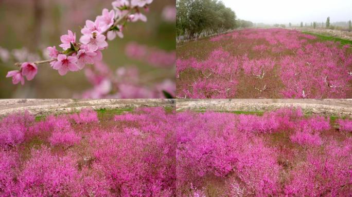 新疆阿克苏桃花桃园