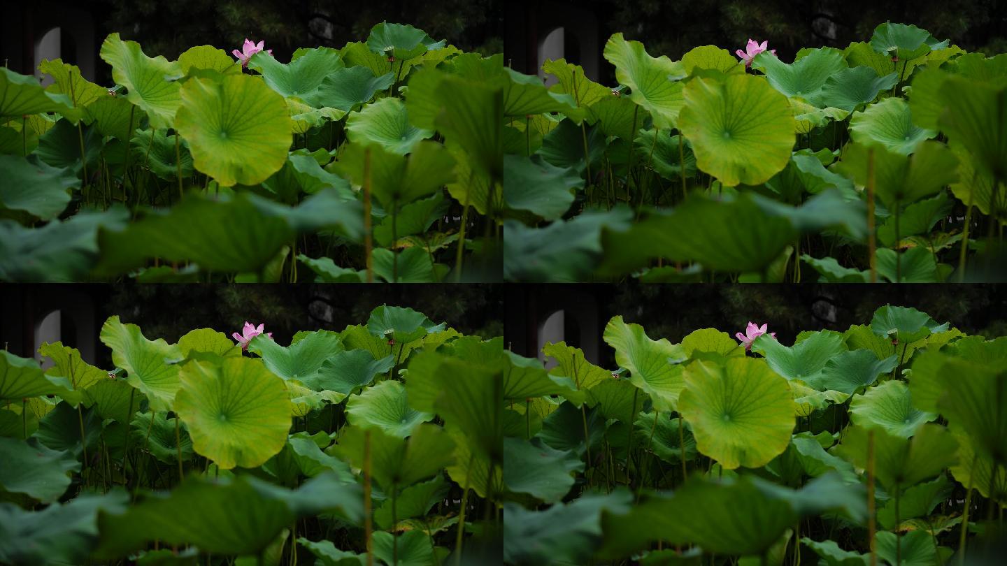 雨中的荷花池