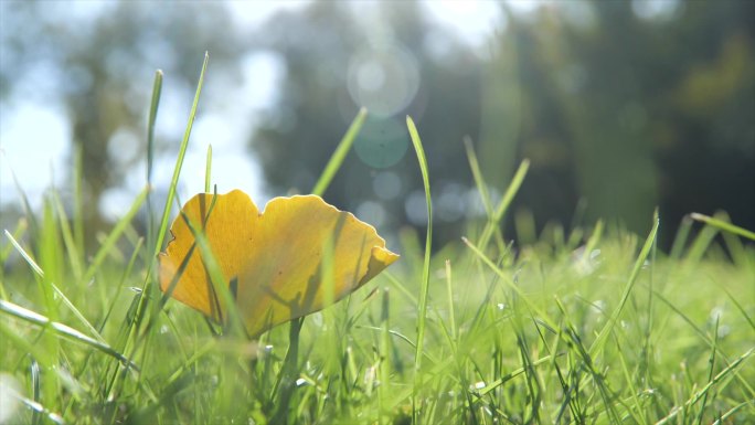 风景 花草 阳光 夏日 逆光