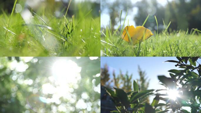 风景 花草 阳光 夏日 逆光