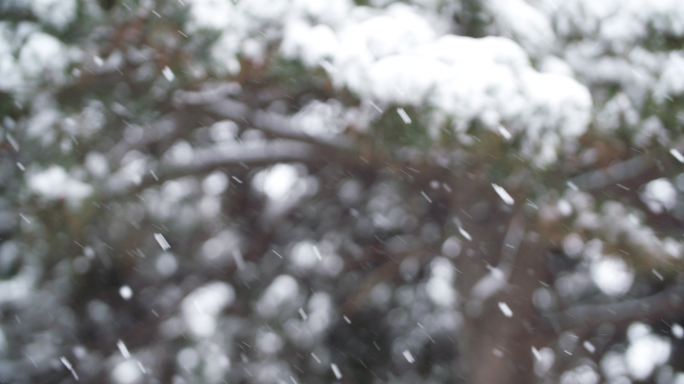 雪 下雪 雪花纷飞 冬季山林