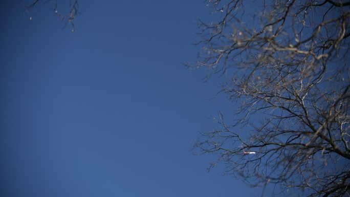 飞机划过天空树枝