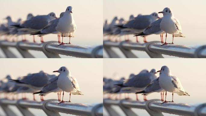 清晨站在大桥栏杆上的海鸥