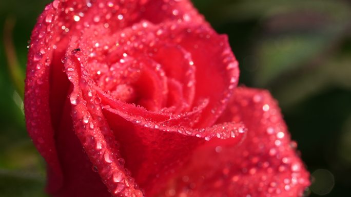 4k金莹剔透的红色玫瑰