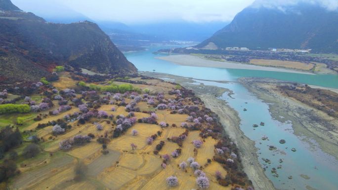 阴天航拍西藏林芝雅鲁藏布江畔的野生桃花