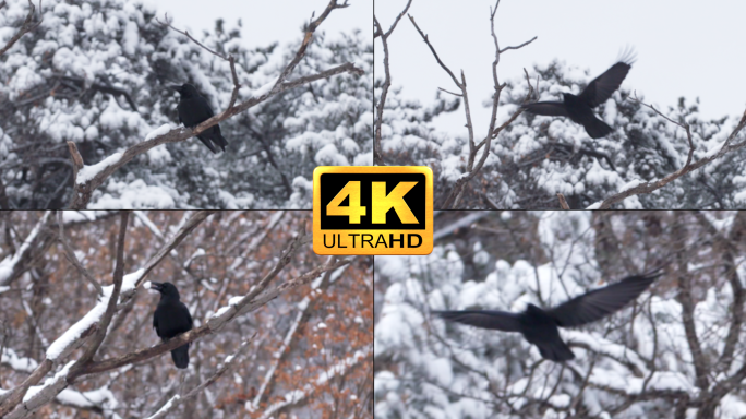 雪后树上的乌鸦