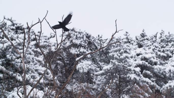 雪后树上的乌鸦