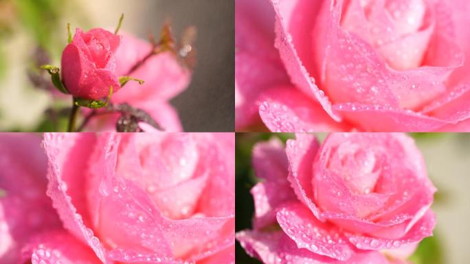 4k晶莹剔透的粉色玫瑰