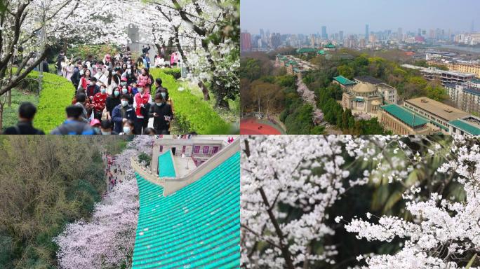 武汉大学樱花